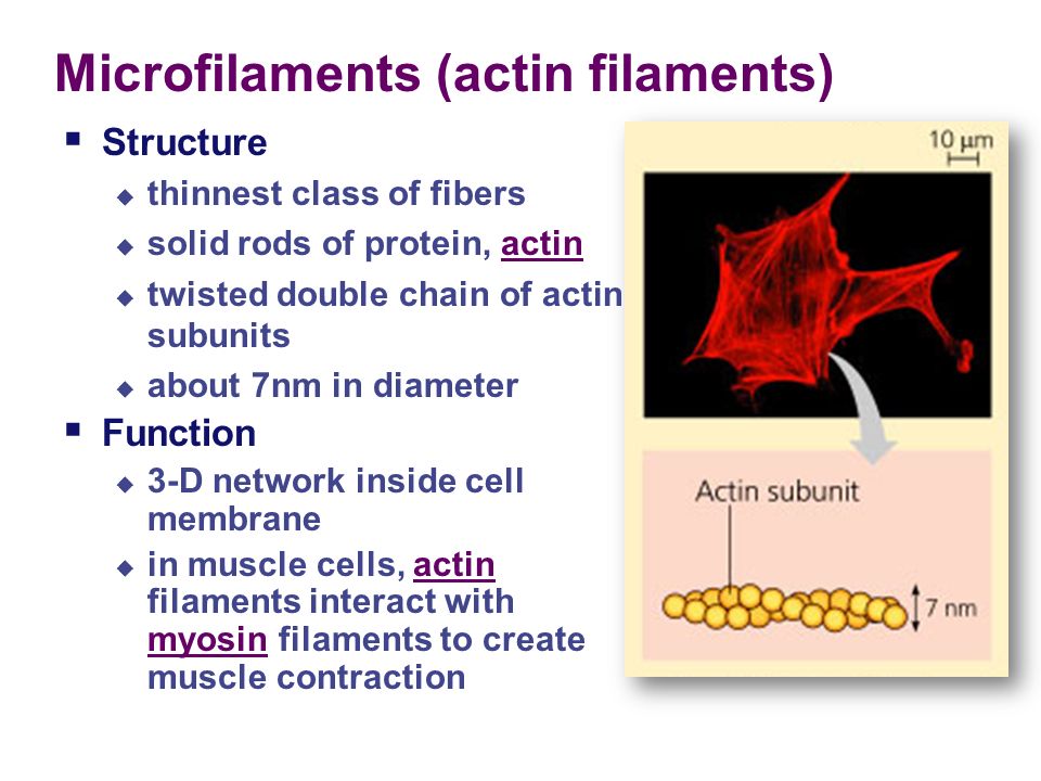 Overview of Cell Biology/Actin-Binding Proteins